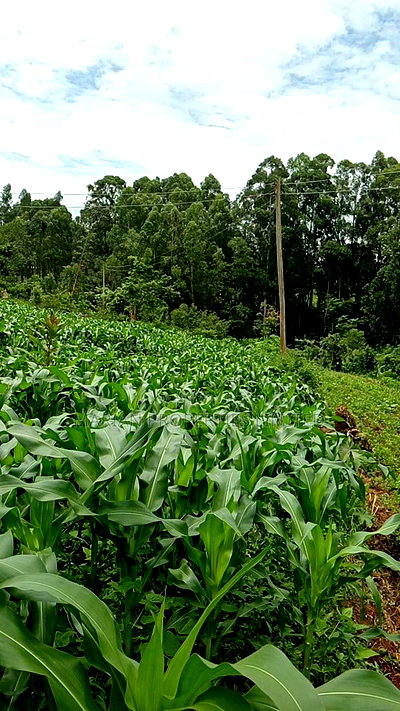 50*100 Plots for Sale at Handidi Kakamega - Image 1