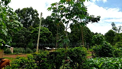 50*100 Plots for Sale at Handidi Kakamega - Image 6