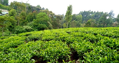 Garden Plot with Parking for KSh 22M