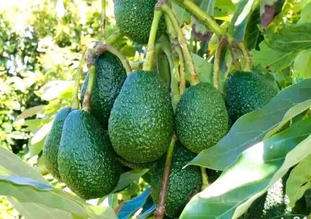 7.5-Acre Farm with Tea Bushes - Kiganjo