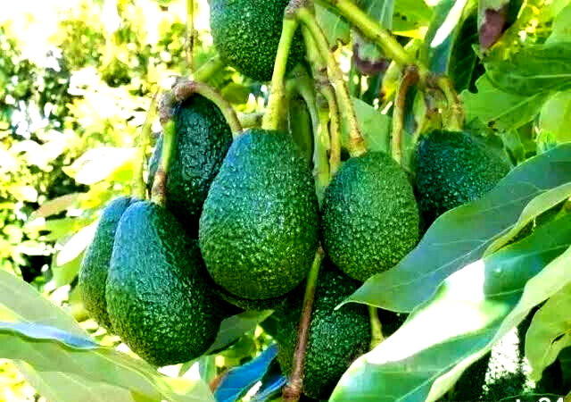 7.5-Acre Farm with Tea Bushes - Kiganjo