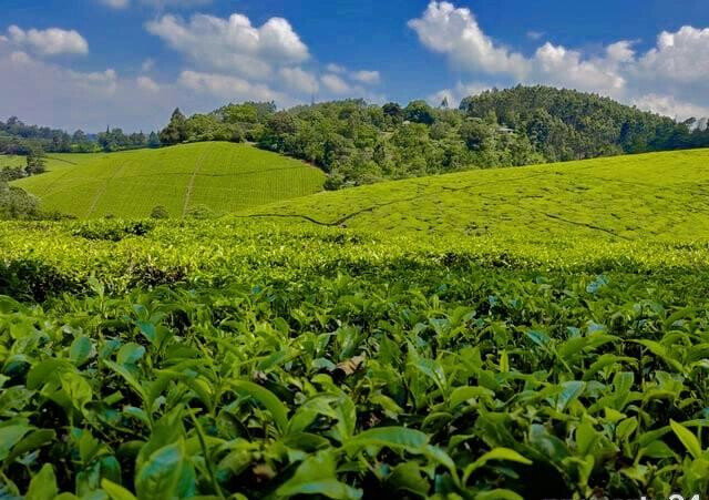 7.5-Acre Farm with Tea Bushes - Kiganjo