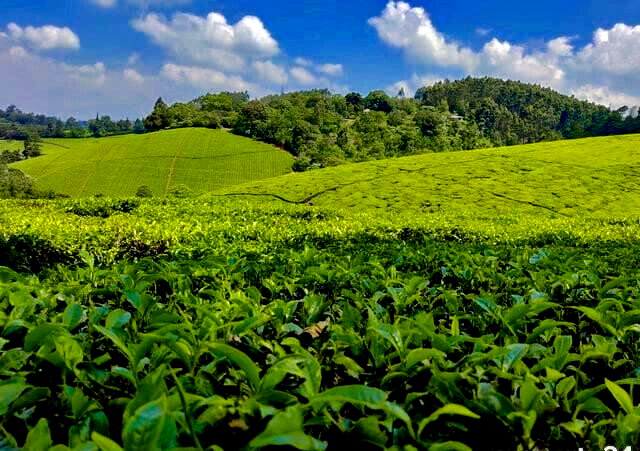 7.5-Acre Farm with Tea Bushes - Kiganjo