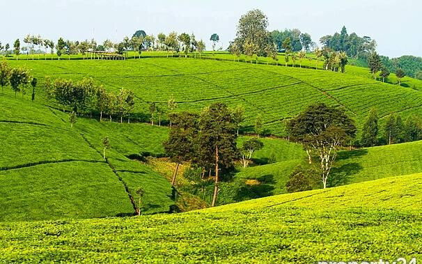 7.5-Acre Farm with Tea Bushes - Kiganjo