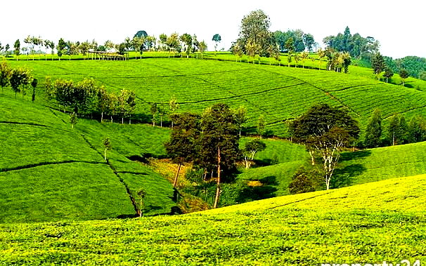 7.5-Acre Farm with Tea Bushes - Kiganjo