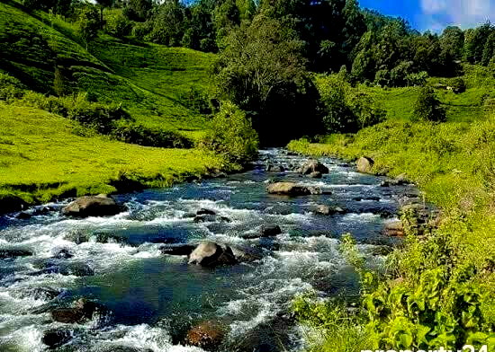 7.5-Acre Farm with Tea Bushes - Kiganjo