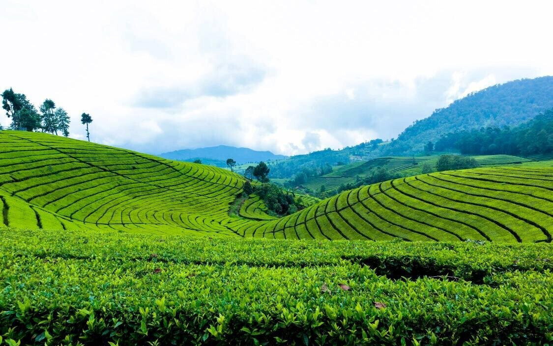 7.5-Acre Farm with Tea Bushes - Kiganjo