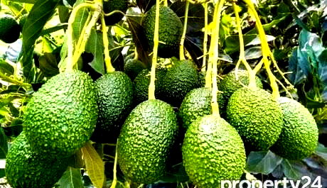 7.5-Acre Farm with Tea Bushes - Kiganjo