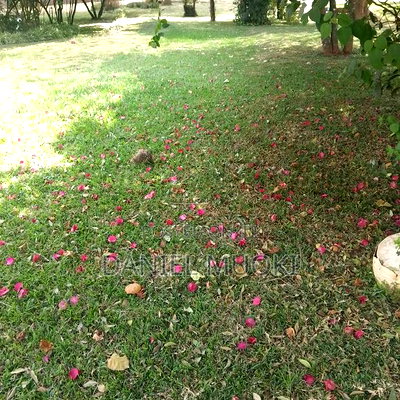 Karen Plot on Sale 4 Acre With 24bedrooms - Image 2