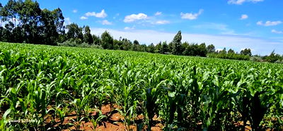 5 and 10 Acres for Sale in Kapseret Mlango Eldoret - Image 2