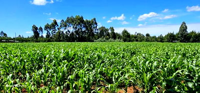 5 and 10 Acres for Sale in Kapseret Mlango Eldoret - Image 1