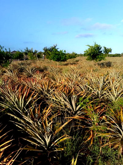 2 Acres Malindi With Ready Title Deed - Image 1