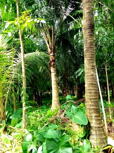 2 Acres Malindi With Ready Title Deed - Image 2