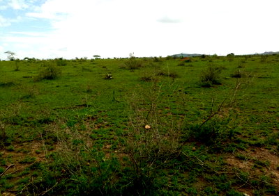 17.8-Acre Garden Land for KSh 248M
