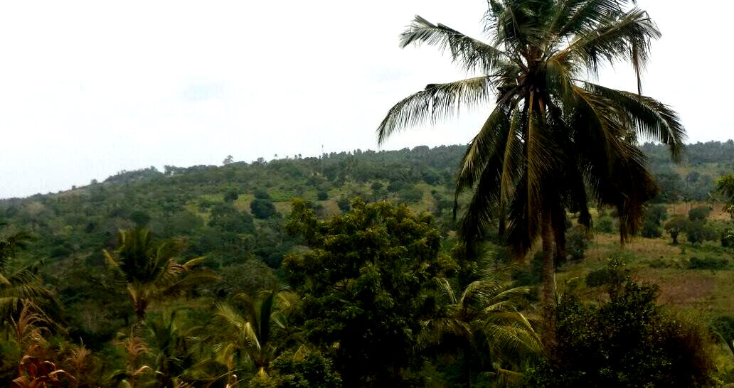 10.5-Acre Vipingo Plot for KSh 14.5M