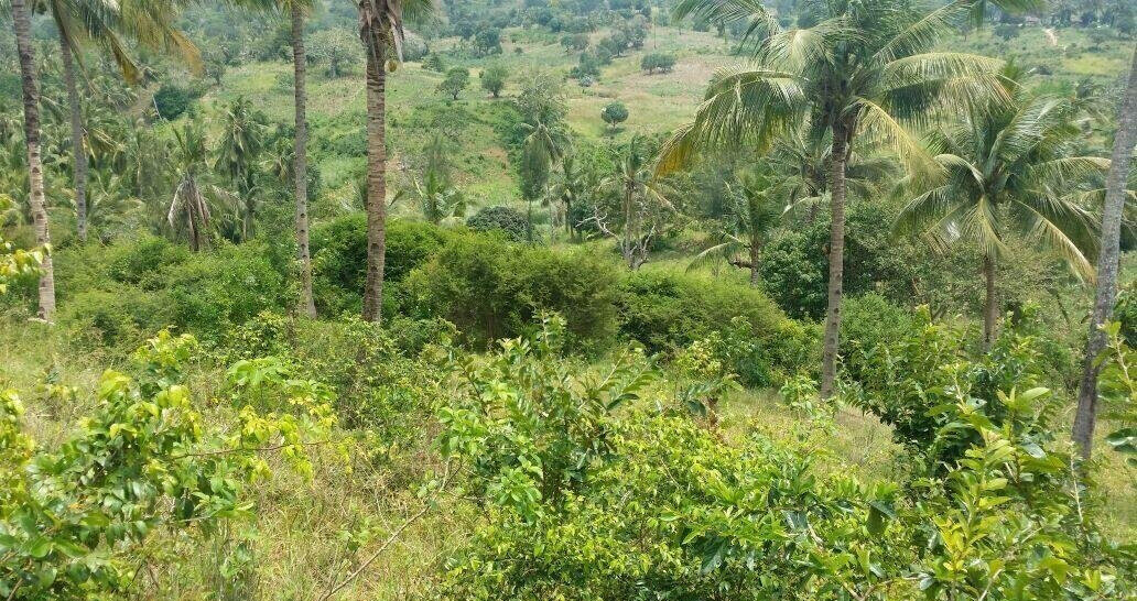 10.5-Acre Vipingo Plot for KSh 14.5M