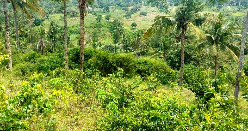 10.5-Acre Vipingo Plot for KSh 14.5M