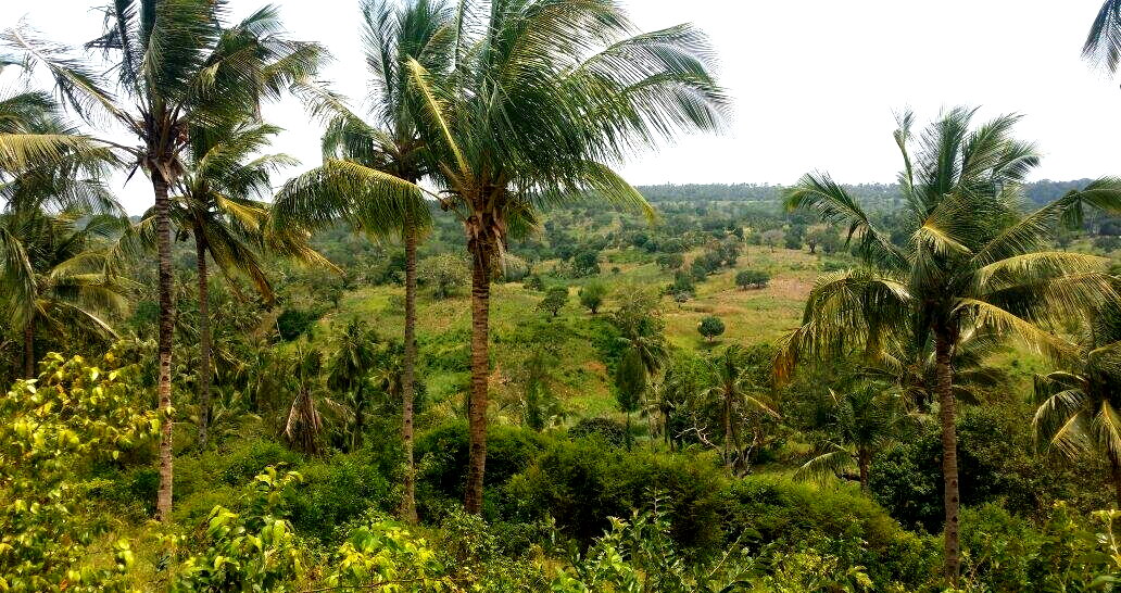10.5-Acre Vipingo Plot for KSh 14.5M