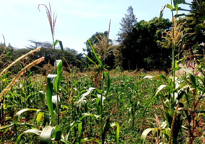 Full-Acre Build-Ready Plot with Red Soil - Runda, Nairobi