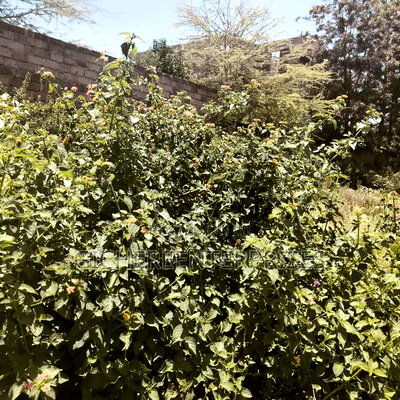 Nanyuki/Chuma - Image 1