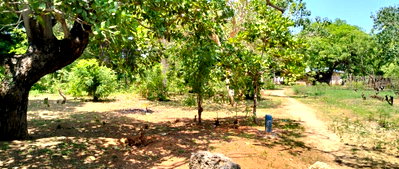 50x100 Plot Near Gede, KSh 3.8M
