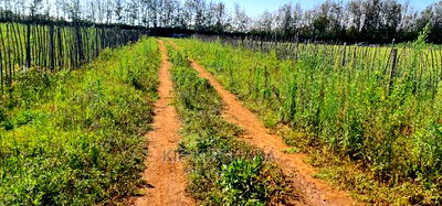 Prime Plots on Sale in Marura Kimumu Near Highway in Eldoret - Image 2