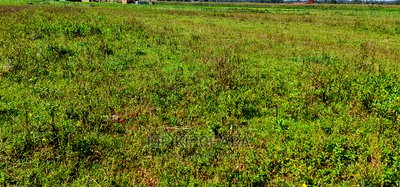 Prime Plots on Sale in Marura Kimumu Near Highway in Eldoret - Image 7
