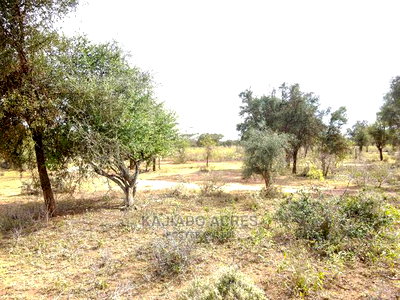 Quick Sale 140 Acres Maili Tisa - Image 5
