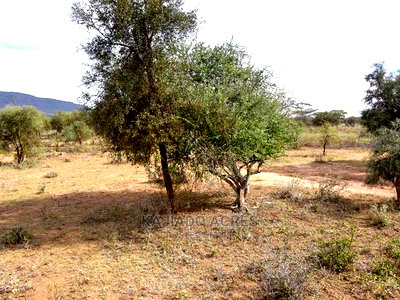 Quick Sale 140 Acres Maili Tisa - Image 2