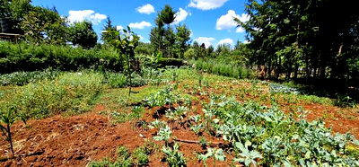 3bdrm Farm House in Kapseret for sale - Image 14