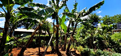 3bdrm Farm House in Kapseret for sale - Image 12