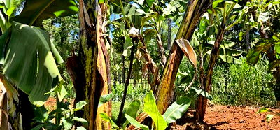 3bdrm Farm House in Kapseret for sale - Image 2