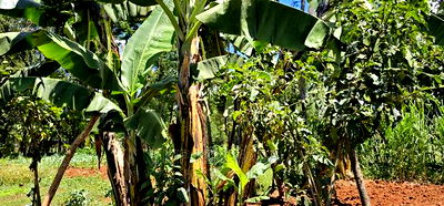 3bdrm Farm House in Kapseret for sale - Image 4