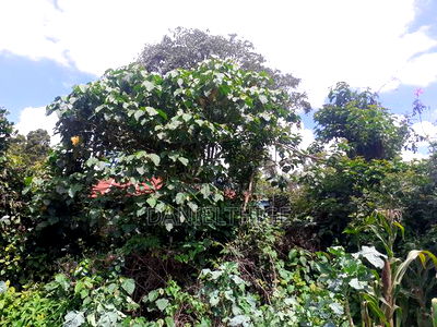 Half Acre Land on Sale in Kikuyu Thamanda in Sigona Ward - Image 3