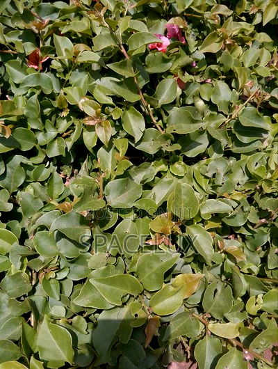 Hot Spot Intersection Restaurant Westlands General Mathenge - Image 3