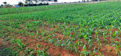 1 Acre Land for Sale in Chepkoilelkapndani in Eldoret - Image 3