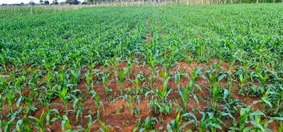 1 Acre Land for Sale in Chepkoilelkapndani in Eldoret - Image 2