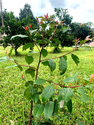 5bdrm Townhouse/Terrace in Kasphat, Kiambu / Kiambu for sale - Image 5