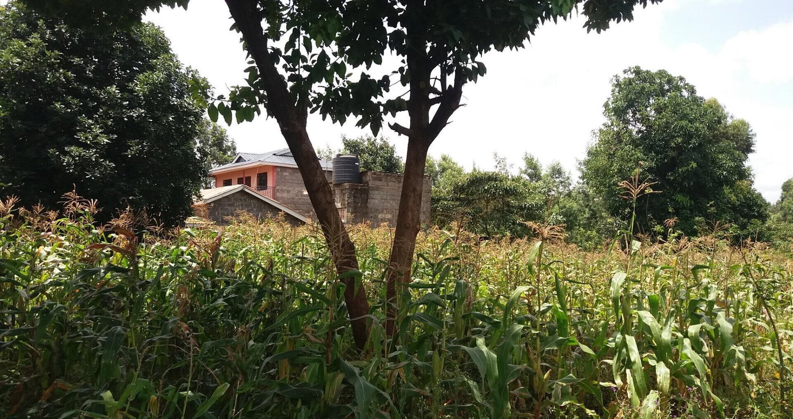 Quarter Acre Plot with Garden in Kabete
