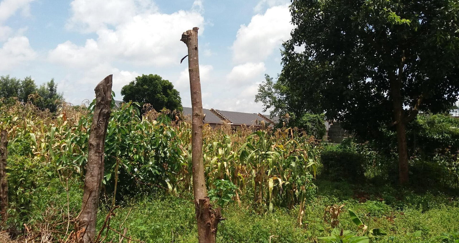 Quarter Acre Plot with Garden in Kabete