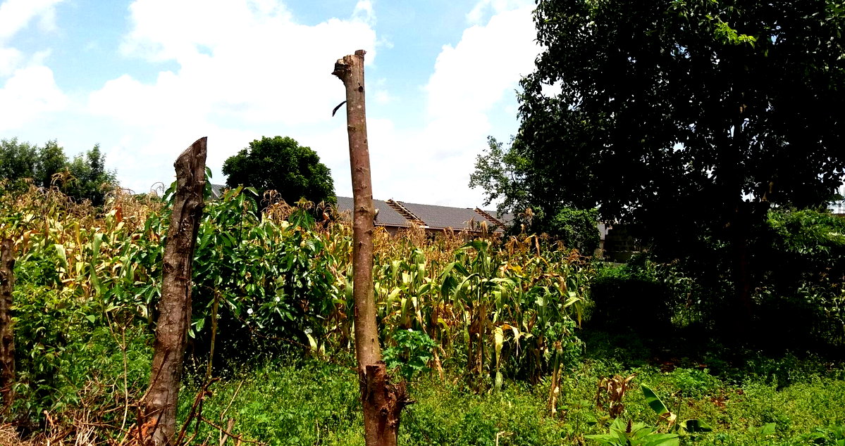 Quarter Acre Plot with Garden in Kabete