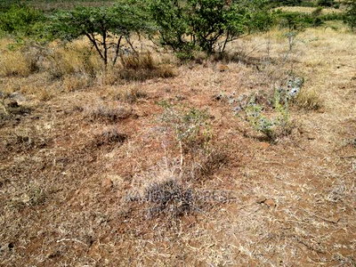 8.8acres After Corner Baridi at 3.5m Per Acre - Image 6