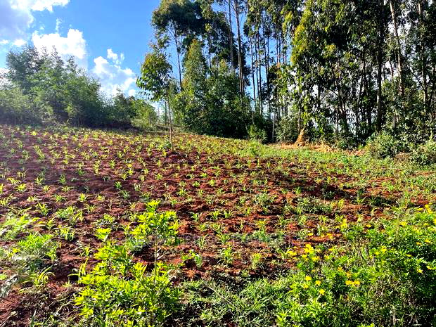 Residential Plots for Sale in Kikuyu Gikambura.