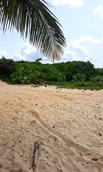 51-Acre Garden Land in Watamu