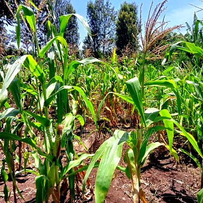 40*80ft Plots at Kenol Kabati in Muranga County - Image 2