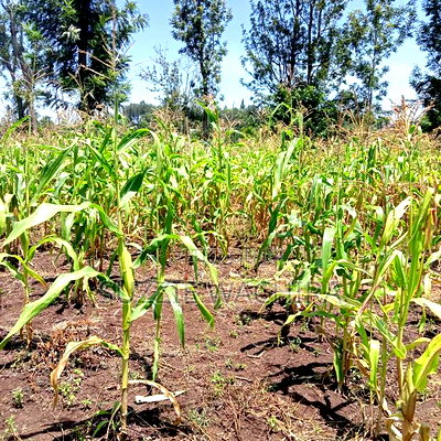 40*80ft Plots at Kenol Kabati in Muranga County - Image 3