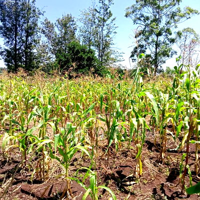 40*80ft Plots at Kenol Kabati in Muranga County - Image 5