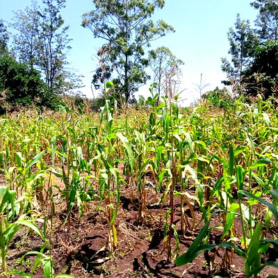 40*80ft Plots at Kenol Kabati in Muranga County - Image 4