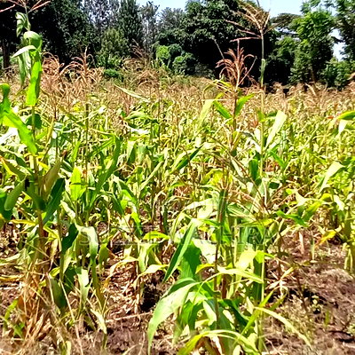 40*80ft Plots at Kenol Kabati in Muranga County - Image 6