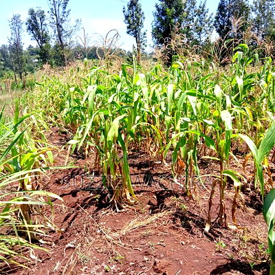 40*80ft Plots at Kenol Kabati in Muranga County - Image 1